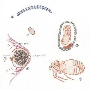 Ciclo de vida da Tunga penetrans (fora de escala, cores artificiais)