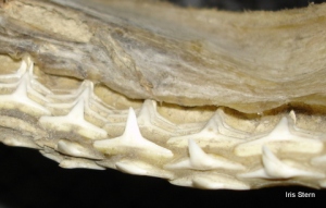 Dentes de tubarão.